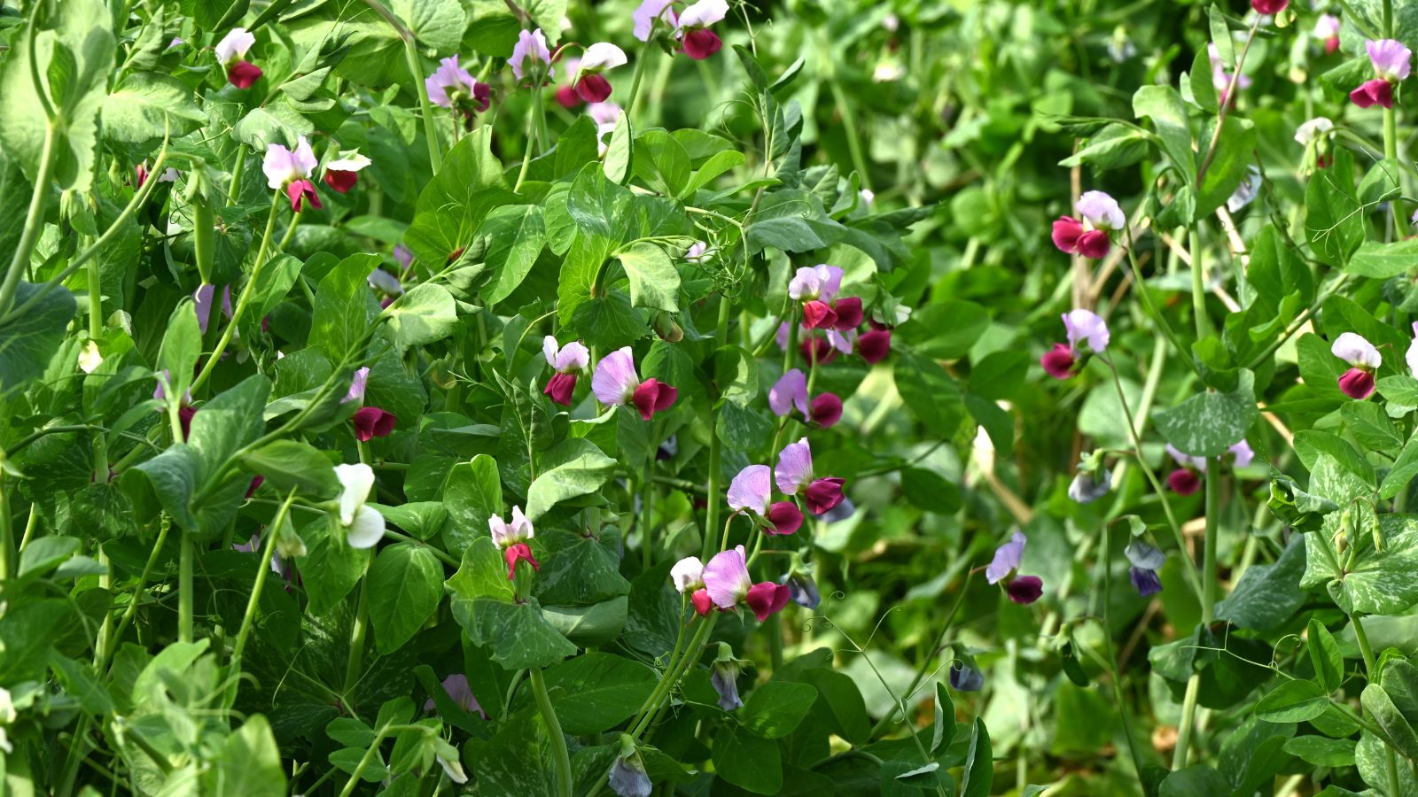 A closeup shot of lovely garden peas covering an area, producing vibrant green foliage and delicate blooms