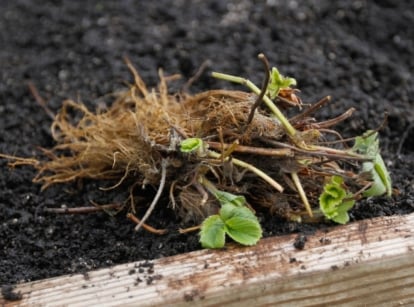 Bare Root Strawberries placed on a garden bed with dark brown soil with a wooden lining in an area with sunlight