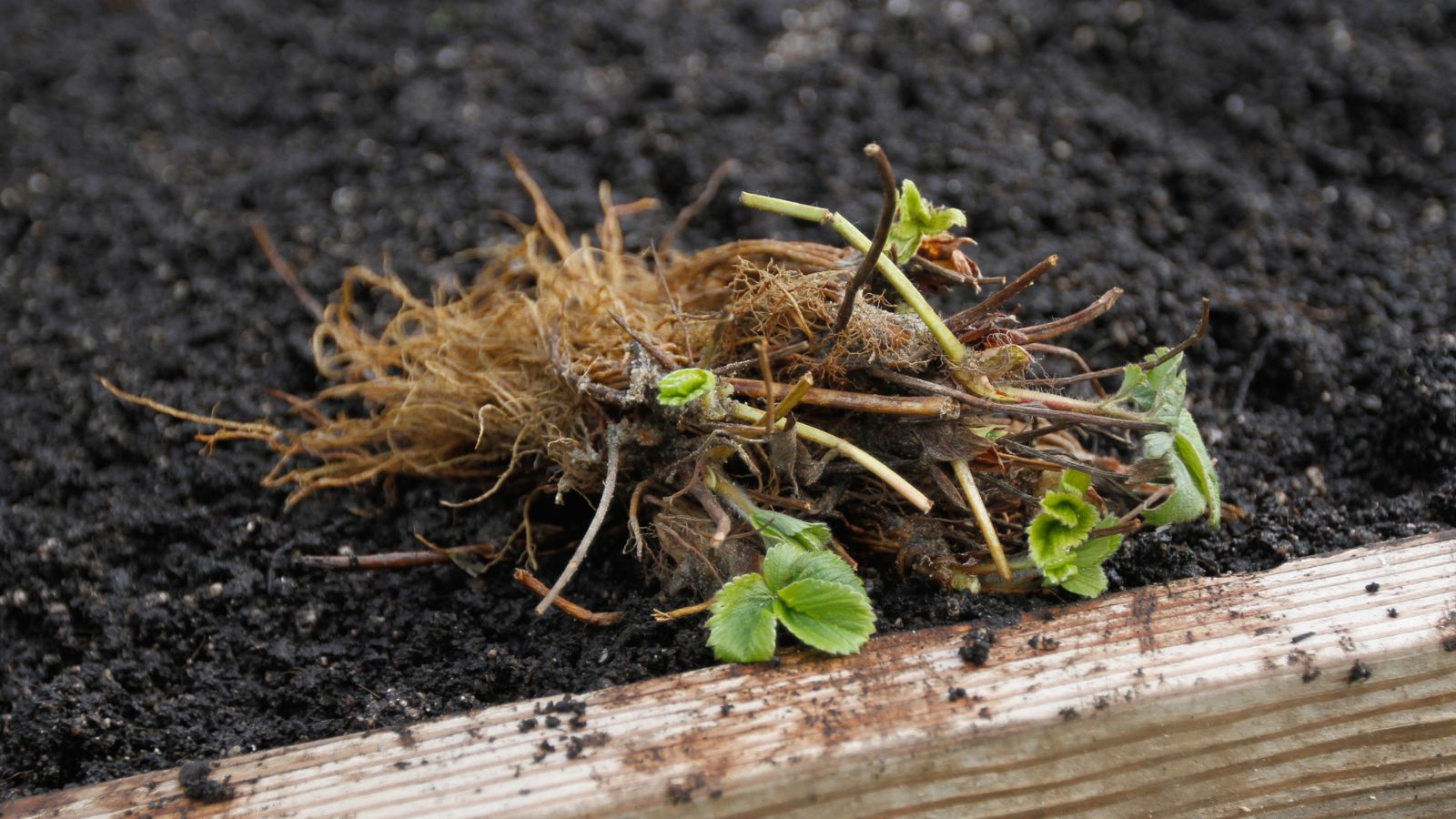 Bare Root Strawberries placed on a garden bed with dark brown soil with a wooden lining in an area with sunlight