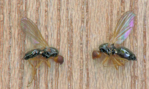Carrot Fly: Advantageous Umbillifer Pest - Epic Gardening