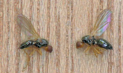 Carrot Fly: Advantageous Umbillifer Pest - Epic Gardening