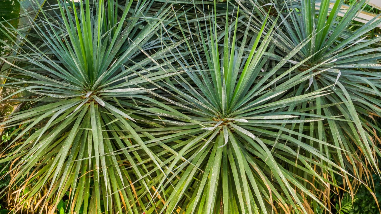 A top-view shot of Dracaena Spike plants having long and sharp leaves that appear to have discoloration