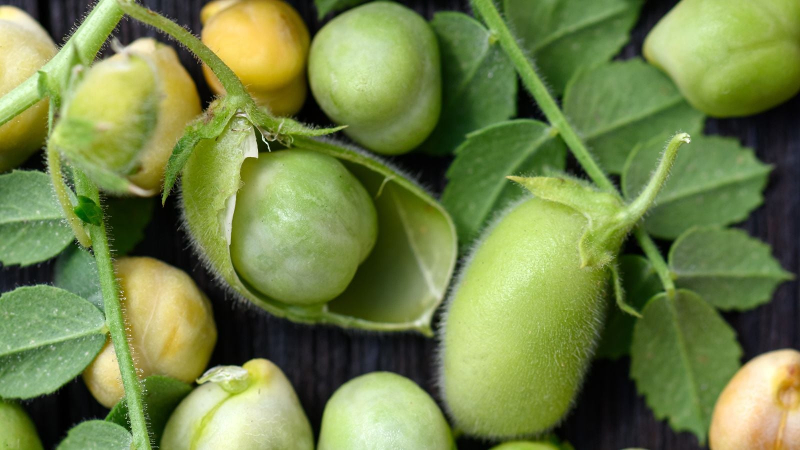 Harvested Cicer arietinum, appearing green with some still in the pod while most pieces have been removed from their pods placed on a dark surface