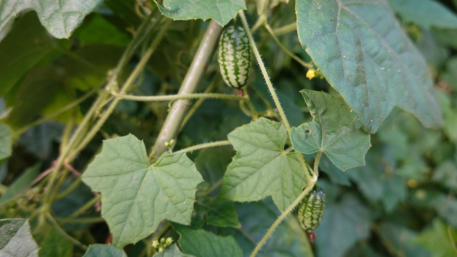 Melothria scabra plant with multiple fruits, having lush and green leaves that offer shade to other plant parts