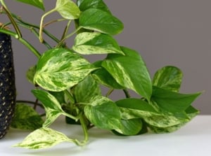 Pothos turning white with vine-like stem draping to the right of the container covered in thick thread