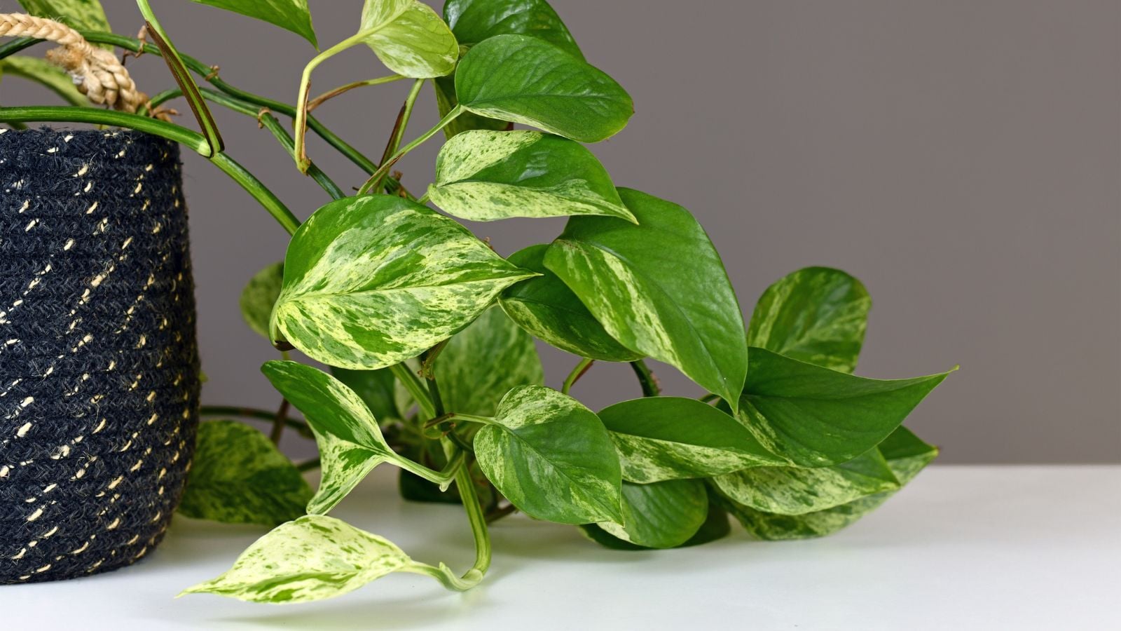 Pothos turning white with vine-like stem draping to the right of the container covered in thick thread
