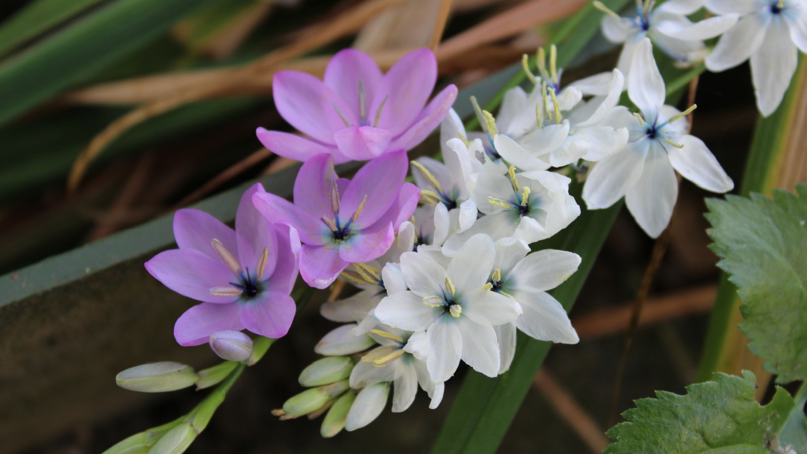 Beautiful close-up of some pink and white ixia flowers in the garden