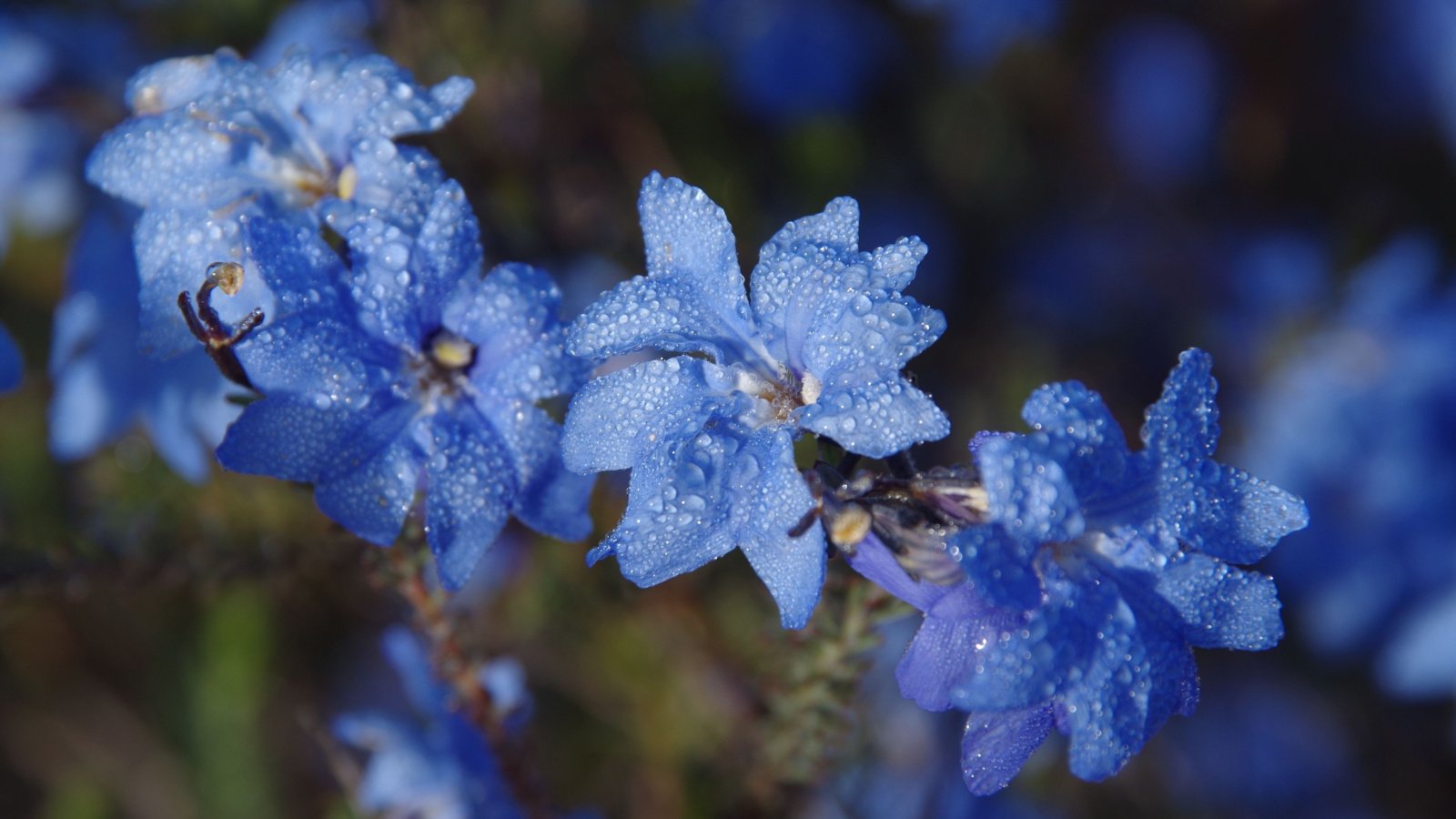 A close up photo of the bright blue flowers of Lechenaultia biloba, or Blue Lechenaultia. The petals are covered with dew drops, and hover in front of a blurred background.
