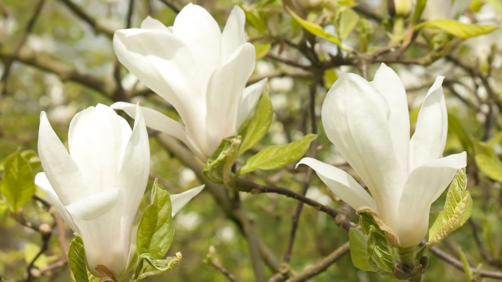 White magnolia blossoms in spring