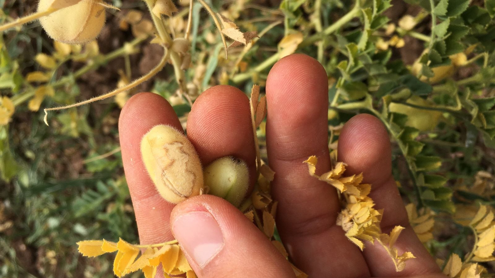 Wilting Cicer arietinum, appearing to have yellow and dried leaves and other plant parts held by a person using bare fingers