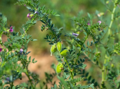 A lovely plant showing how to grow chickpeas, appearing to have lush bright green leaves and pods under the bright and warm sunlight