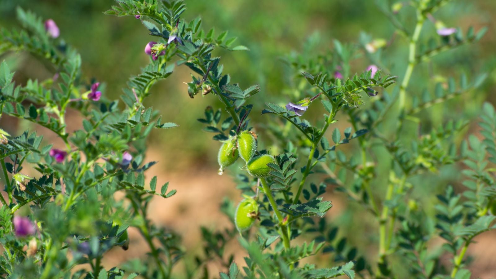 A lovely plant showing how to grow chickpeas, appearing to have lush bright green leaves and pods under the bright and warm sunlight