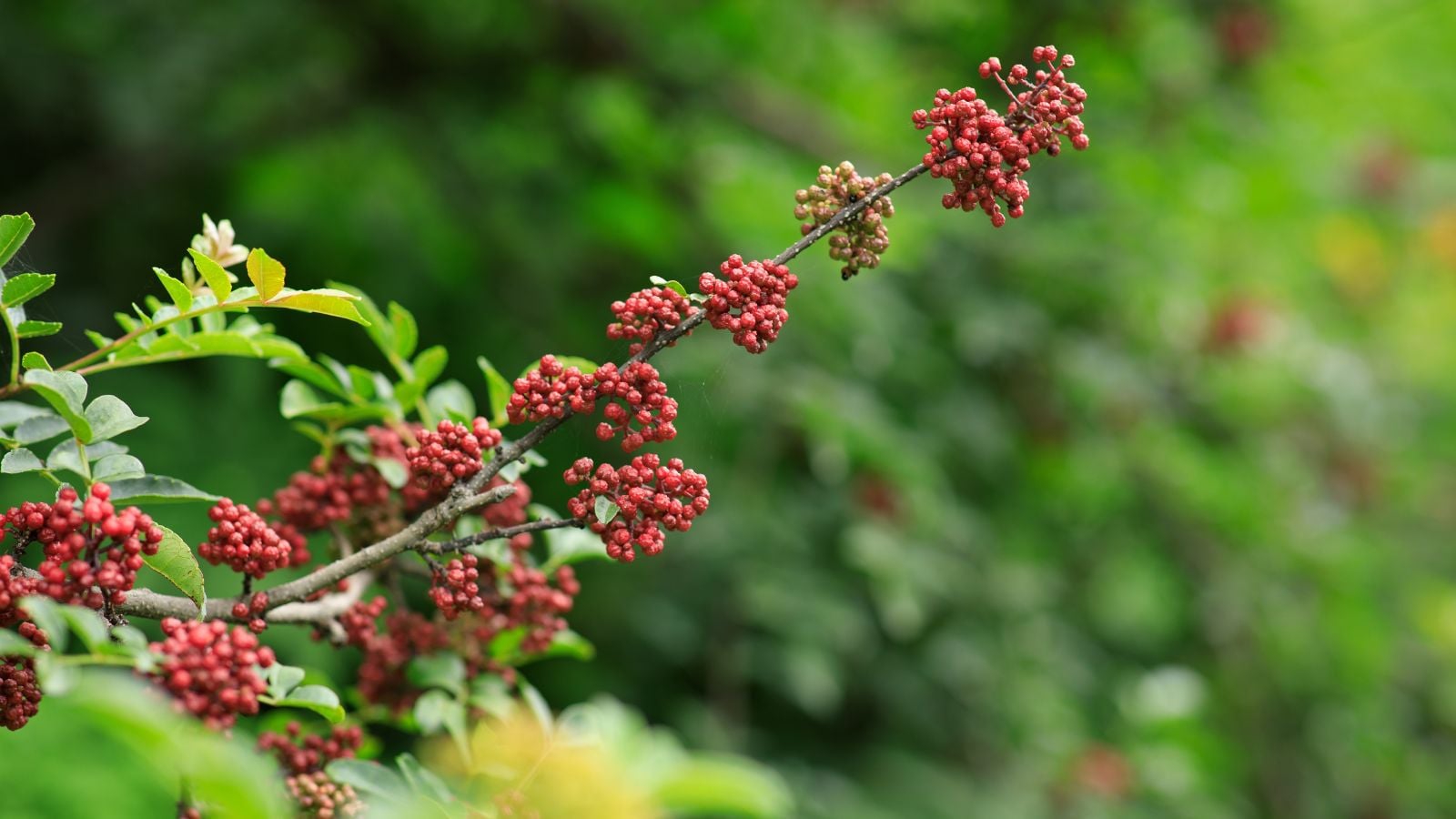 A Sichuan pepper plant appearing to have a sturdy woody branch with clusters of berries surrounded by abundant greens