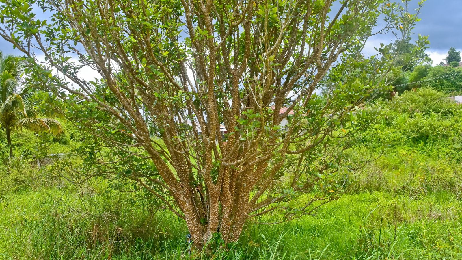 A Zanthoxylum spp. tree, appearing to have sturdy branches attached to a trunk with vibrant green leaves surrounded by other greenery placed somewhere under the bright sunlight