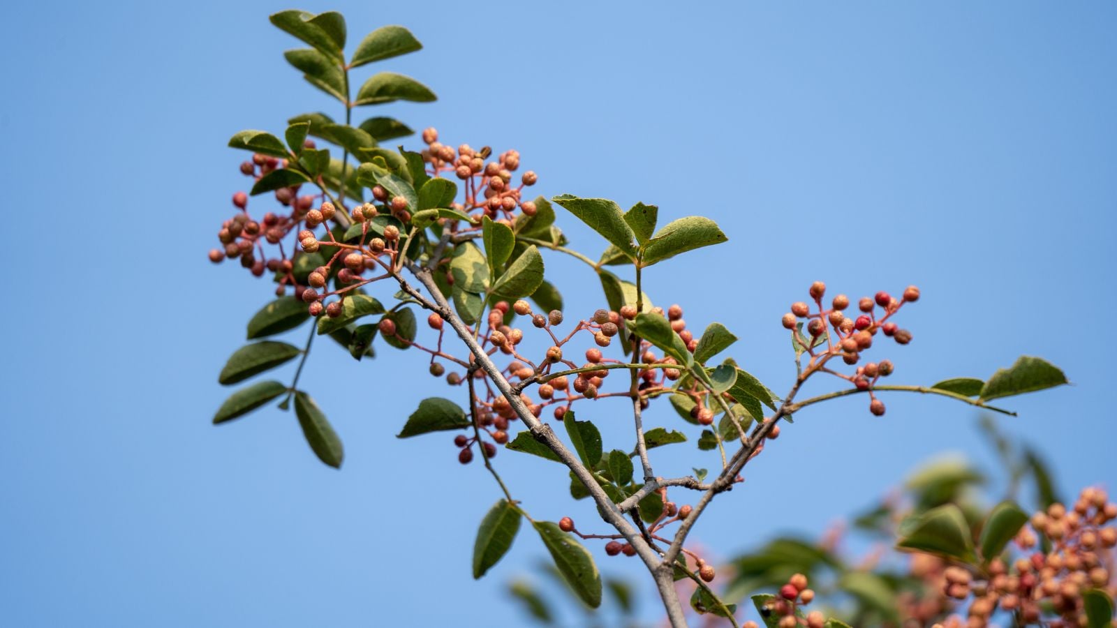 A branch of a Zanthoxylum spp. tree, appearing to have bright green leaves and round reddish fruits at the ends with the blue sky int he background