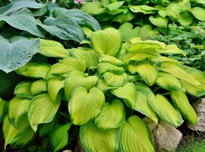 A close-up shot of a composition of developing plants, showcasing hosta varieties