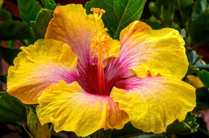 A close-up shot of a large and delicate, vibrant multicolored flower, showcasing hibiscus varieties