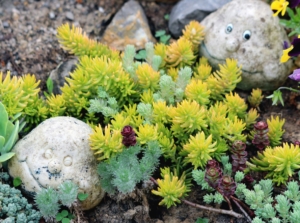 A close-up shot of a small composition of various drought-tolerant and plump plants, developing on rich soil, showcasing succulent ground cover