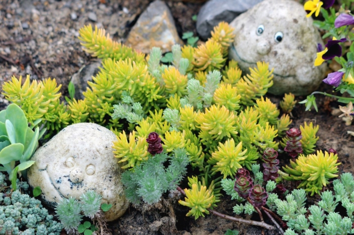 A close-up shot of a small composition of various drought-tolerant and plump plants, developing on rich soil, showcasing succulent ground cover