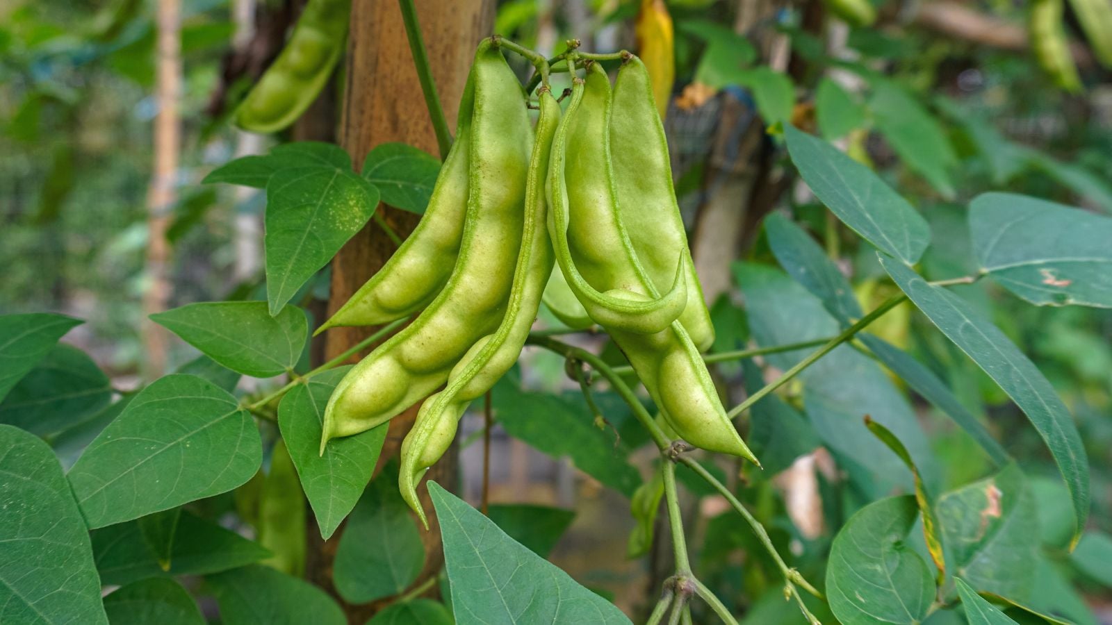 A cluster of Phaseolus lunatus pods, appearing to have a bright green color surrounded by lush and deep green leaves