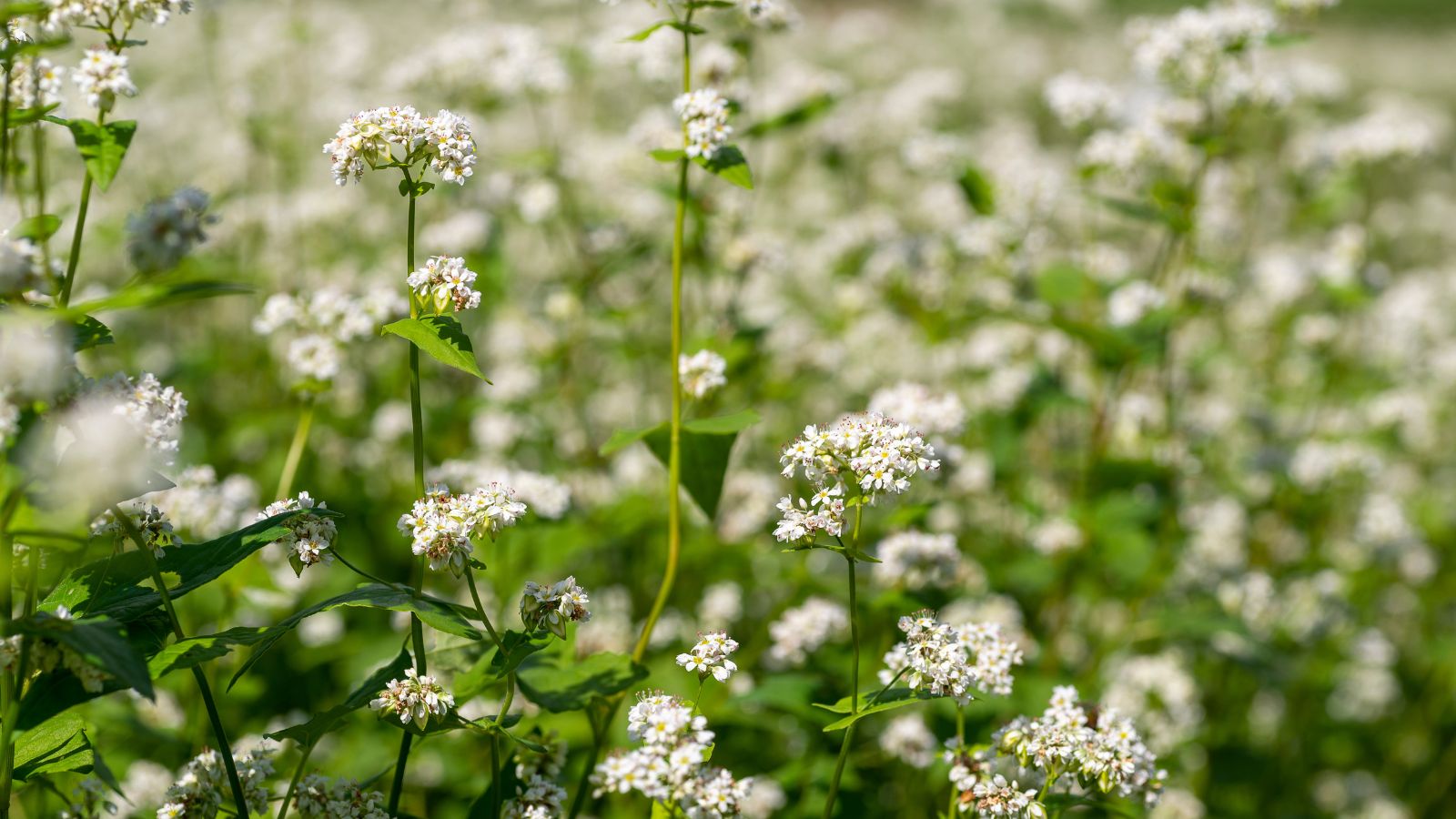 A field of Fagopyrum esculentum, having countless white flower clusters surrounded by vibrant green foliage