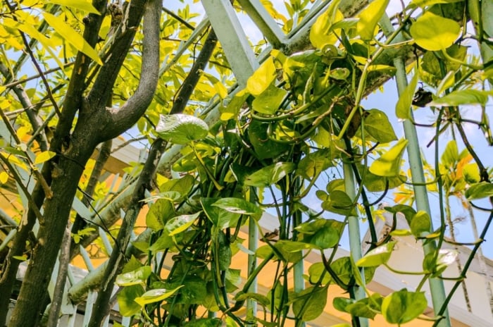 A shot of Photos climb a trellis-like metal wall with glass and a window slightly open near the top