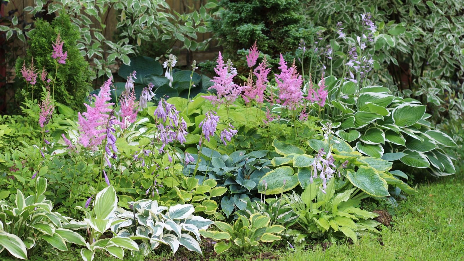 A shot of a composition of several low-growing plants in a garden area that showcases short perennials