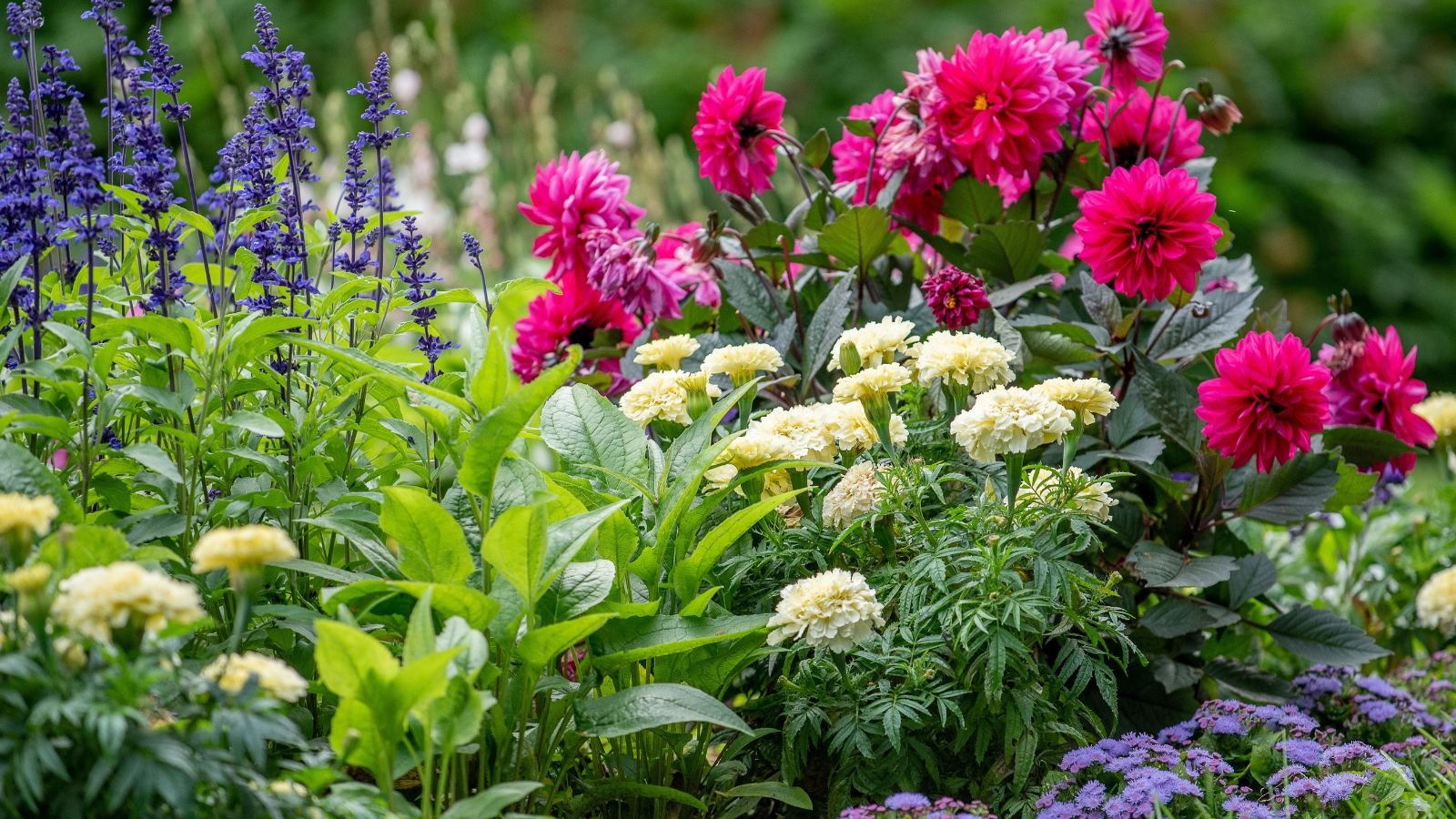 A shot of a composition of various developing blossoms, showcasing annual flowers that bloom during summer