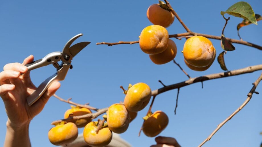 How to Plant, Grow, and Care for Persimmon Trees