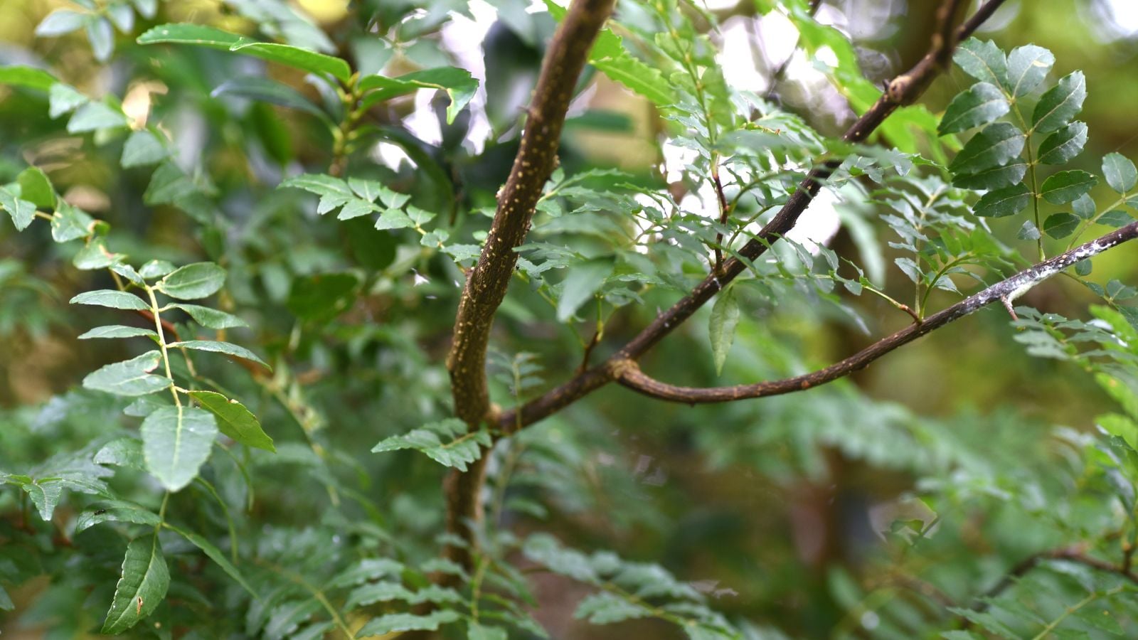 A shot of an Zanthoxylum spp. branch, appearing to look brown with a woody and rough texture growing countless green leaves that appear textured