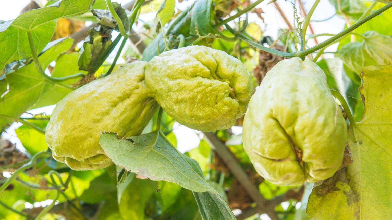 How to Plant, Grow and Care for Chayote