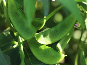A shot showing how to grow lima beans, appearing to have multiple pods having a bright green color, surrounded by lush and deep green foliage