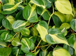 A thick layer of philodendron brasil leaves, appearing to have waxy green leaves with yellow variegation placed somewhere sunny
