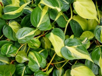 A thick layer of philodendron brasil leaves, appearing to have waxy green leaves with yellow variegation placed somewhere sunny
