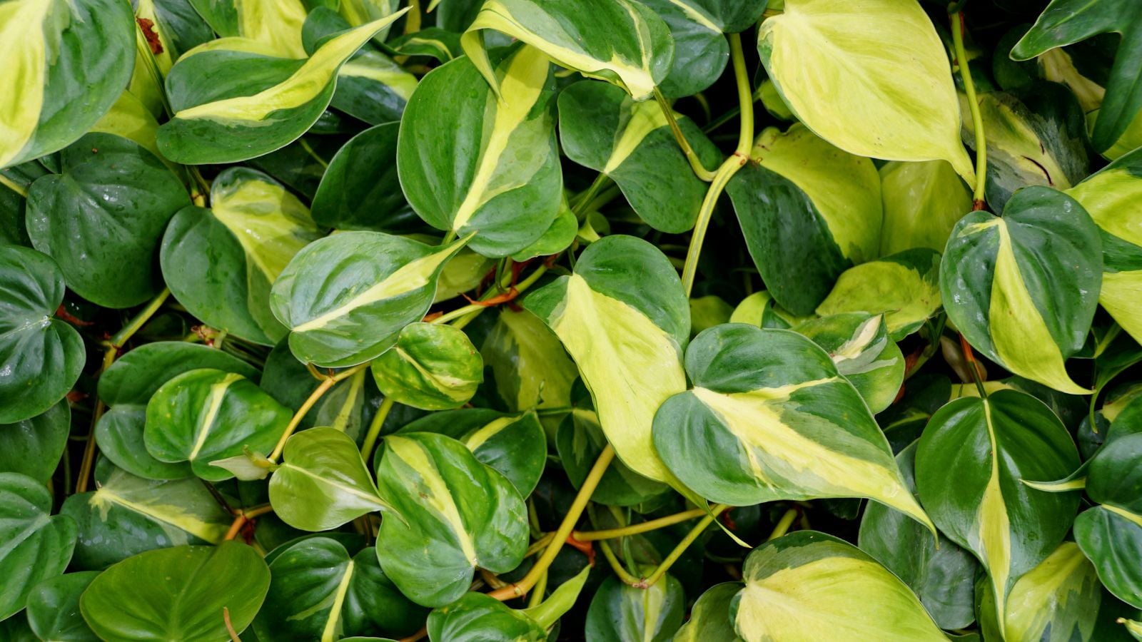 A thick layer of philodendron brasil leaves, appearing to have waxy green leaves with yellow variegation placed somewhere sunny