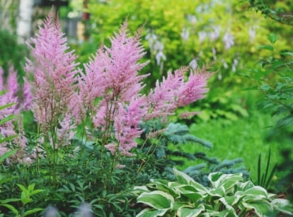 An area with shade loving perennial flowers, having lovely blooms with vivid-colored hues having deep green foliage in the bavkground