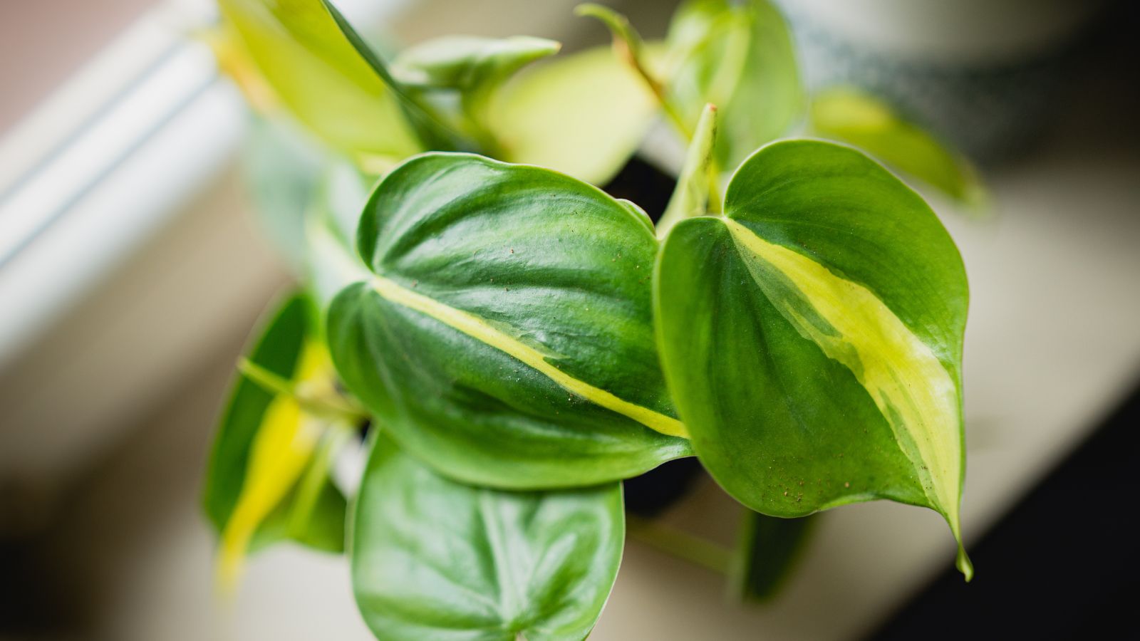 An overhead shot of a variegated Philodendron, having green waxy leaves with yellow markings placed near a window