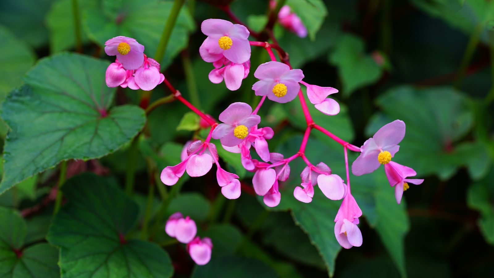 Begonia grandis appearing to have deep green leaves with pink blooms, having lovely and delicate forms