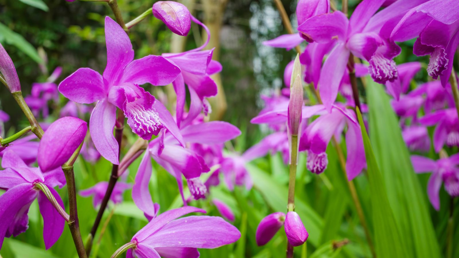 Multiple Bletilla striata plants with lovely pink-purple blooms with long smooth leaves