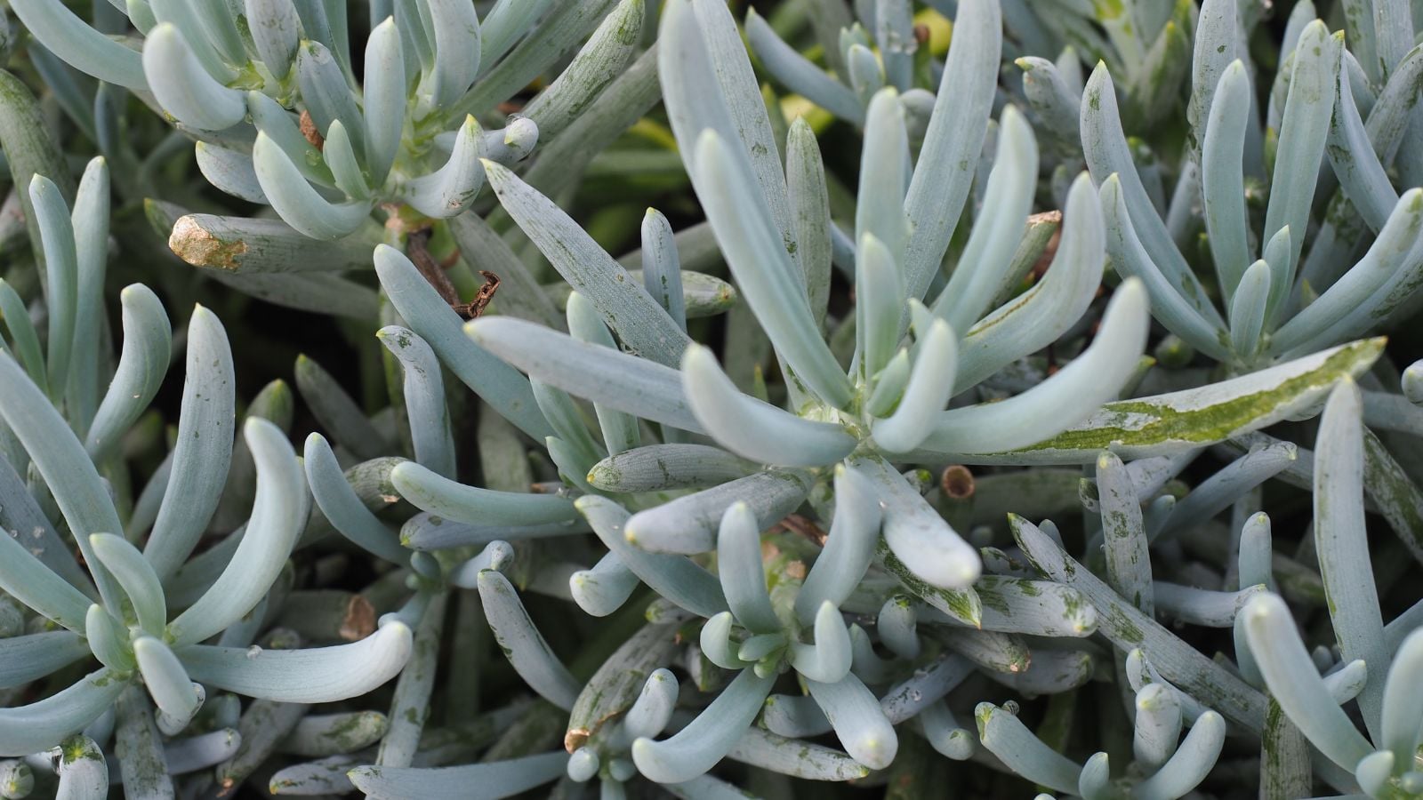 A close-up shot of a composition of slender blue-green colored plump leaves of the Blue Chalksticks, all situated in a well lit area