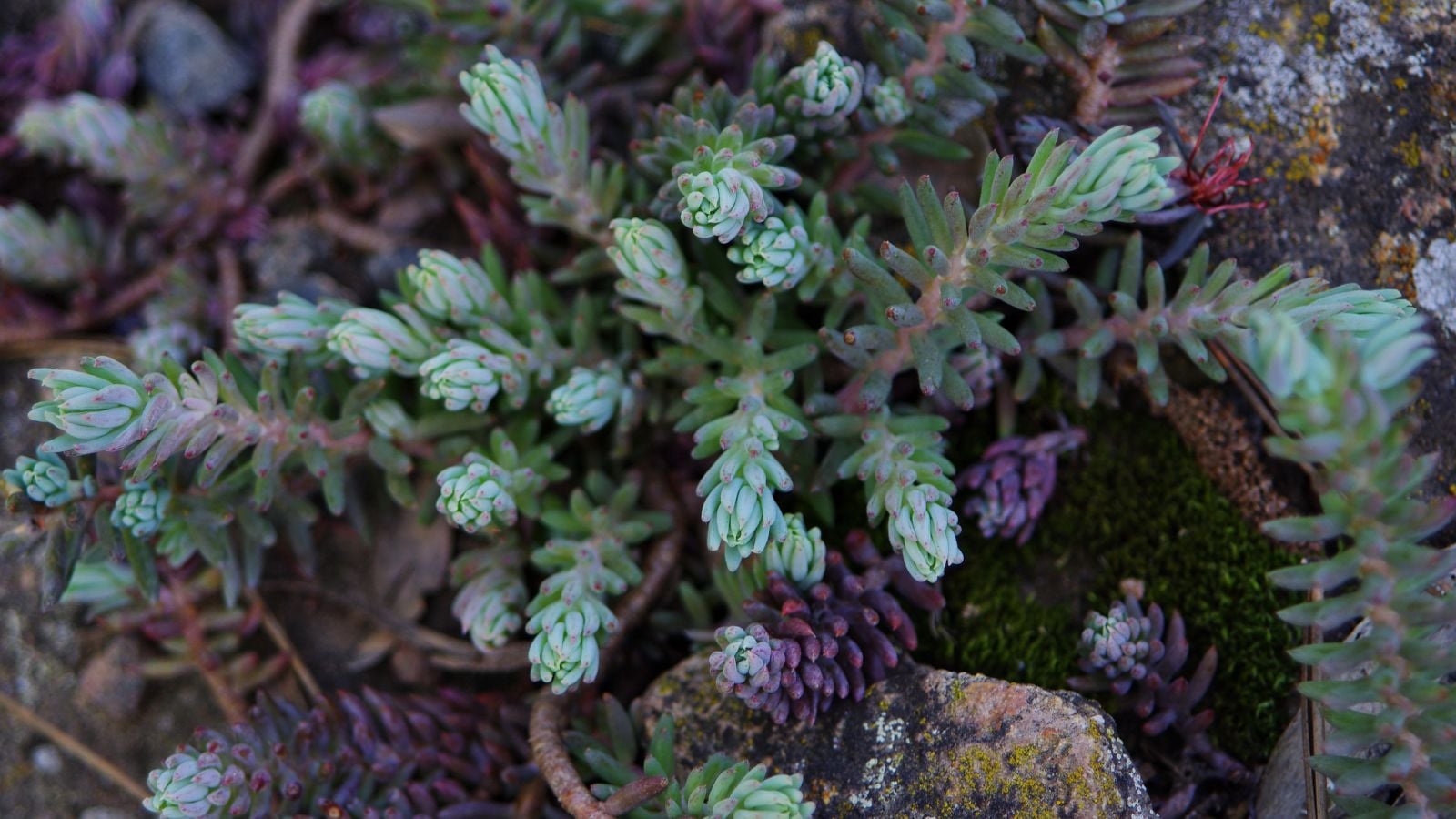 A close-up shot of a small composition of developing plump leaves of the Blue Spruce Stonecrop, all situated in a rocky area outdoors
