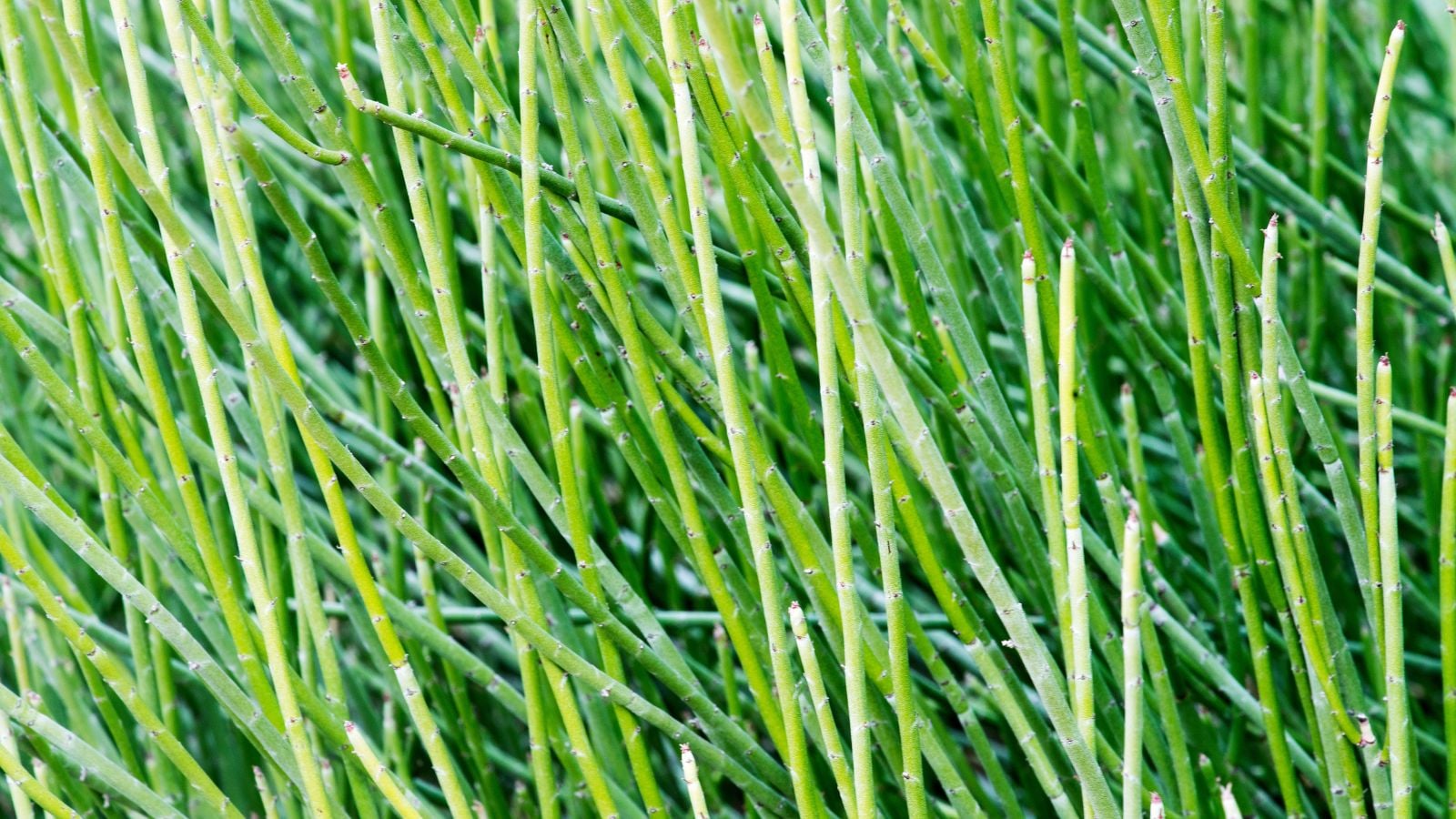 A close-up shot of a large composition of tall waxy stems of the Candelilla, all situated in a well lit area outdoors