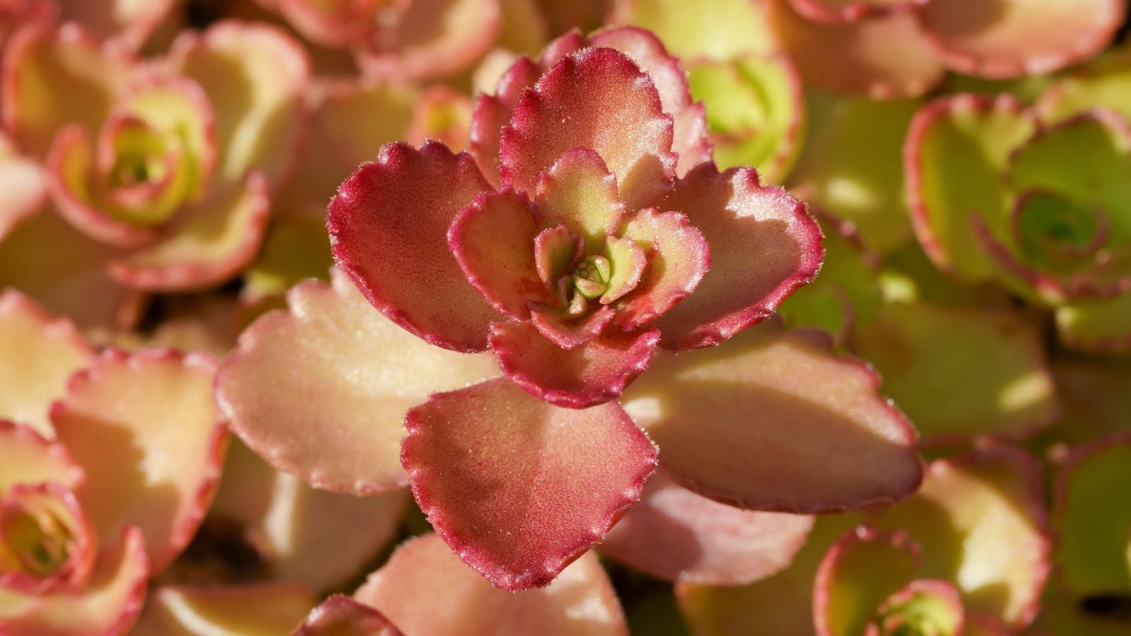 A close-up shot of vibrant two-toned plump leaves of the Caucasian Stonecrop, all situated in a well lit area