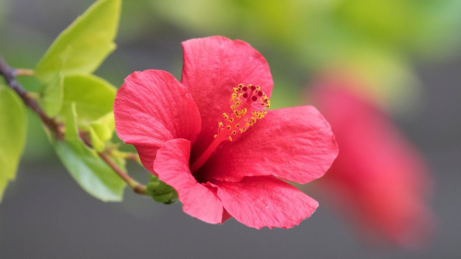 A big vivid pinkish red flower with a prominent stamen dangling on a woody stem