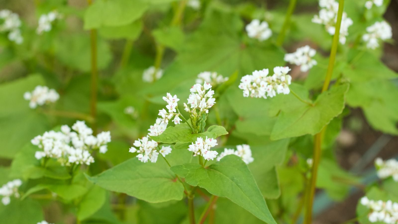 Close up of Fagopyrum esculentum blooms, appearing to form white clusters among bright green foliage
