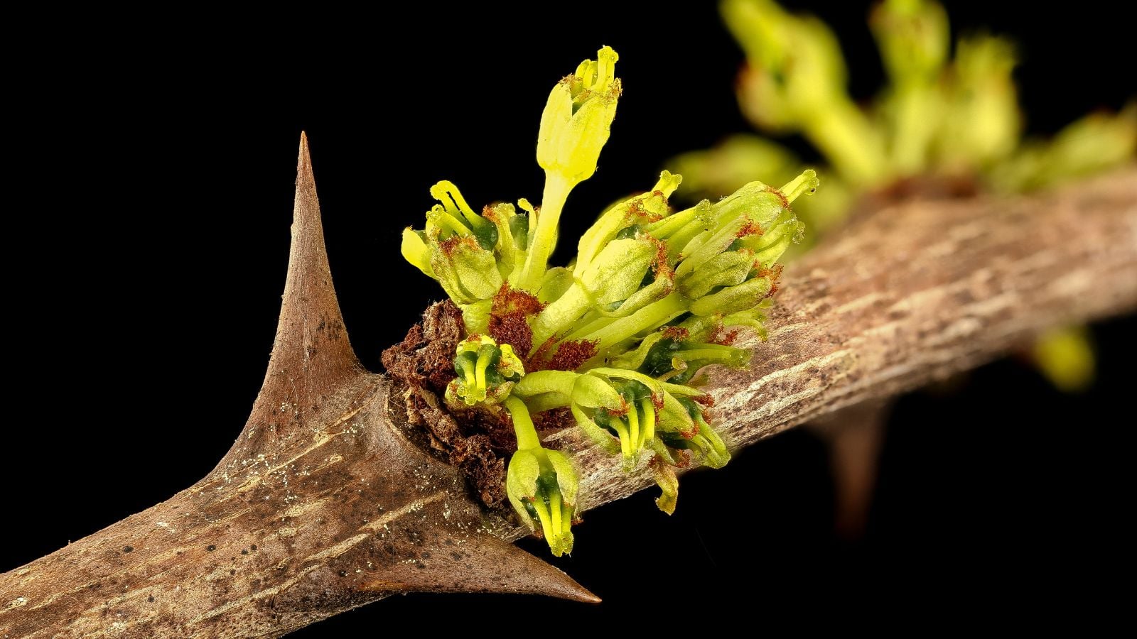 Closeup of a Zanthoxylum spp. branch with new growth, appearing to be a vibrant green in contrast to the dark background
