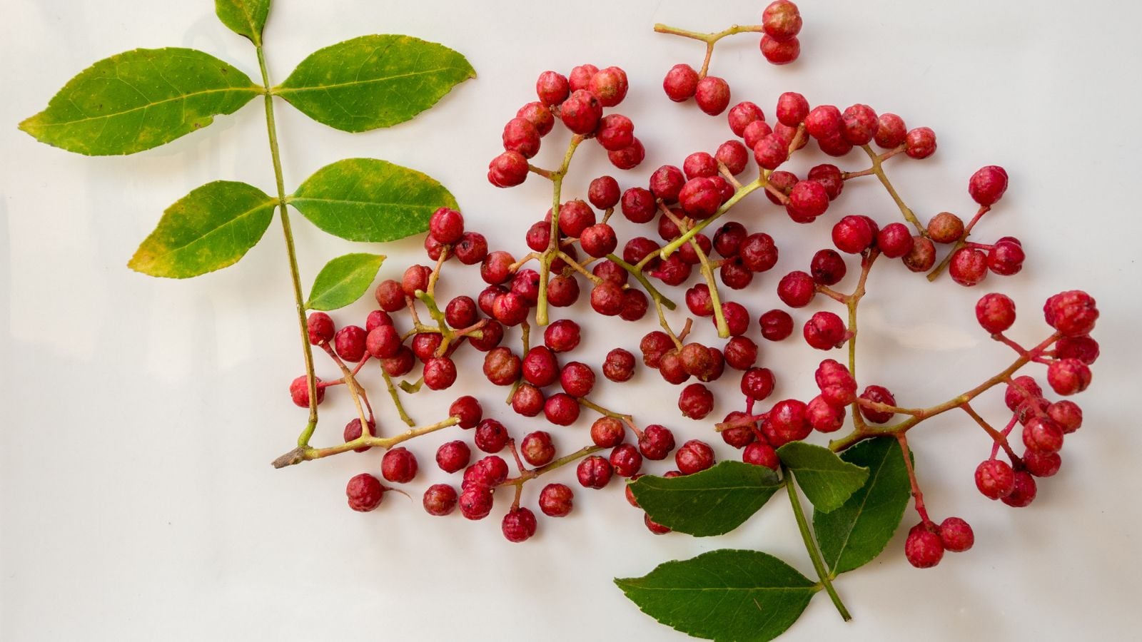 Freshly harvested Zanthoxylum spp. berries, placed on a white cloth with some green leaves laid beside the fruits