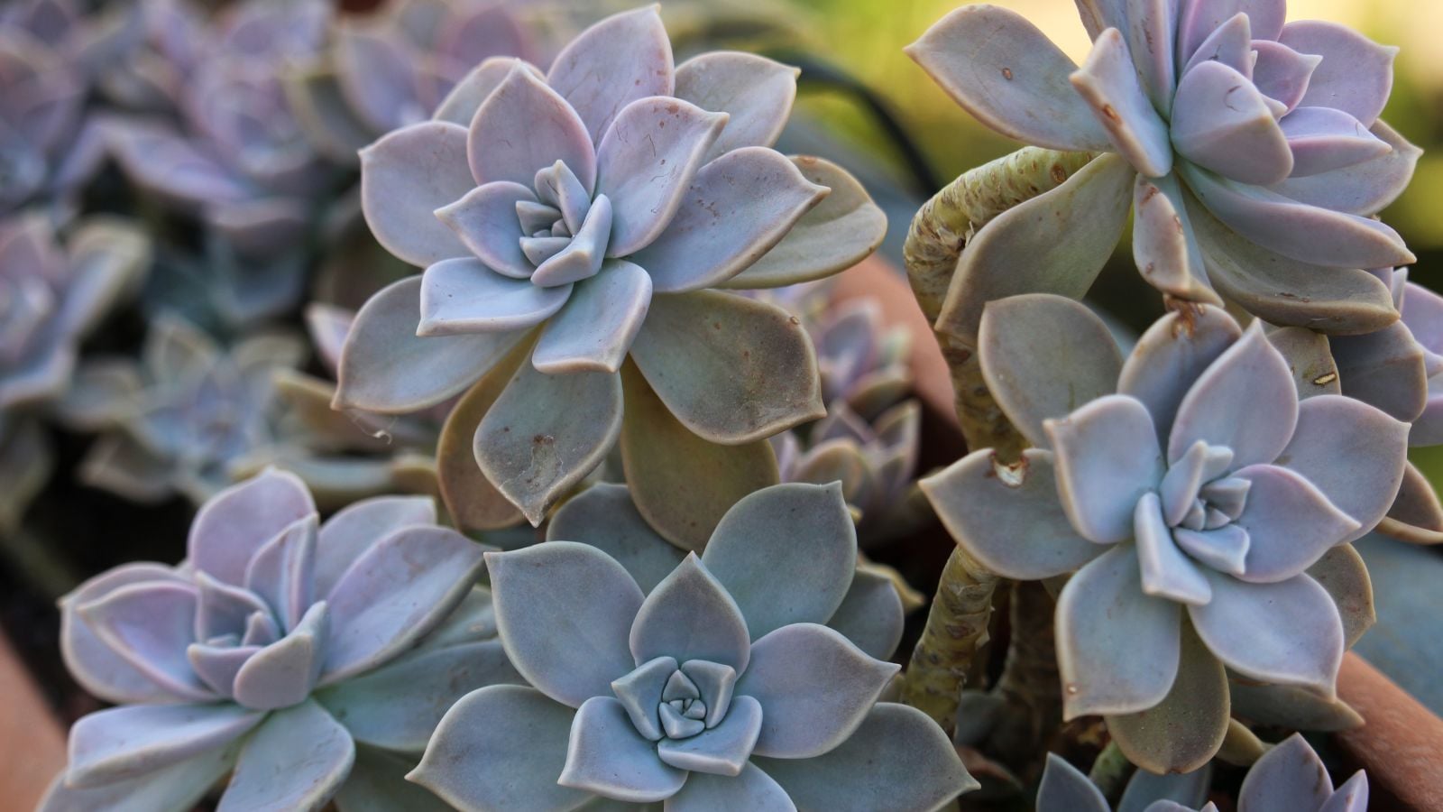 A close-up shot of a composition of whitish colored leaves of the Ghost Plant, all situated in a well lit area