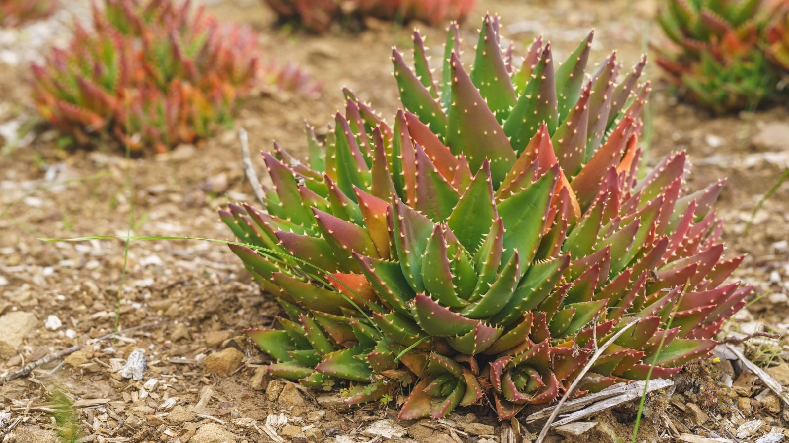 A close-up shot of a developing aloe variety called Gold Tooth Aloe, alongside the same foliage, all situated in a well lit area outdoors
