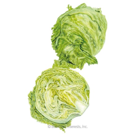 Great Lakes 118 Crisphead Lettuce